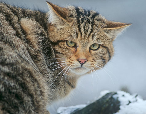 Wildkatze im Schnee. © Thomas Stephan/BUND