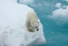 Polar bears depend on sea ice for dens, food and mating. The loss of sea ice is affecting some polar bear populations and health. (Image credit: Kathy Crane, NOAA)