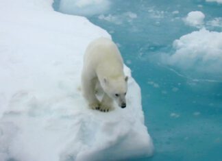 Polar bears depend on sea ice for dens, food and mating. The loss of sea ice is affecting some polar bear populations and health. (Image credit: Kathy Crane, NOAA)