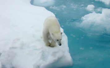 Polar bears depend on sea ice for dens, food and mating. The loss of sea ice is affecting some polar bear populations and health. (Image credit: Kathy Crane, NOAA)