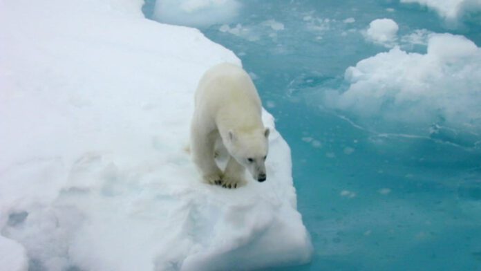 Polar bears depend on sea ice for dens, food and mating. The loss of sea ice is affecting some polar bear populations and health. (Image credit: Kathy Crane, NOAA)