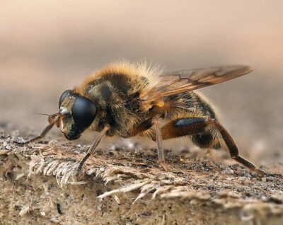 Brachypalpus laphriformis @ Frank Vassen (Flickr, CC BY 2.0)