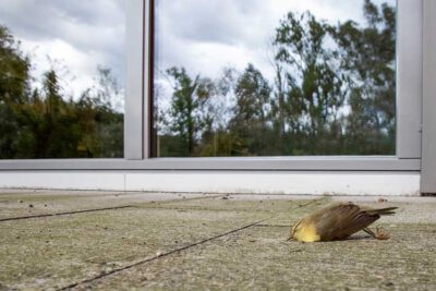 Millionen von Vögeln kommen allein in der Schweiz jedes Jahr um, weil sie mit Glas kollidieren. Foto © Archiv Schweizerische Vogelwarte