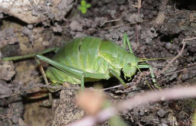 Vor allem die Bestände von Heuschrecken, die auf extensiv bewirtschaftetes Grünland angewiesen sind, gehen stark zurück. Beispiel: die Wanstschrecke (Polysarcus denticauda), die immer wieder ein Opfer zu früher Mahd wird. © Barbara Baach.