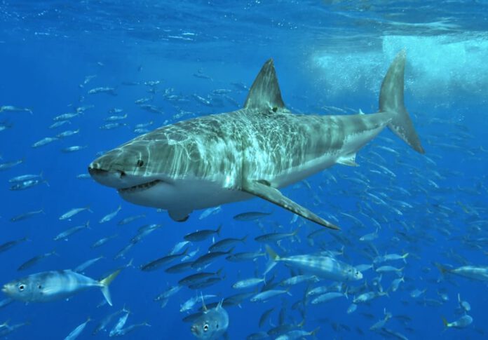 Great white shark at Isla Guadalupe, Mexico / © Terry Goss (CC BY-SA 3.0)