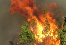 Fire is the important factor for locking the Amazon in a grassland state. Photo: Laureen Raftopulos/pexels