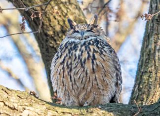 Flaco, an escaped Eurasian eagle-owl, in Central Park / © Rhododendrites/ Wikimedia (CC BY-SA 4.0 Deed)