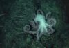 Ring of Fire 2002 Expedition. This octopus was spotted on the side of a fault scarp during a geologic traverse © NOAA Photo Library / (Source: (Flickr, CC BY 2.0)