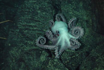 Ring of Fire 2002 Expedition. This octopus was spotted on the side of a fault scarp during a geologic traverse © NOAA Photo Library / (Source: (Flickr, CC BY 2.0)