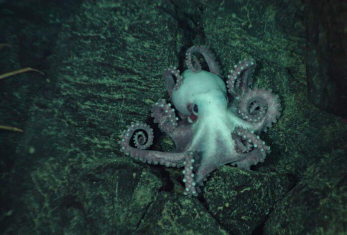 Ring of Fire 2002 Expedition. This octopus was spotted on the side of a fault scarp during a geologic traverse © NOAA Photo Library / (Source: (Flickr, CC BY 2.0)