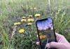 Mithilfe der App Flora Incognita lassen sich Pflanzen unkompliziert mit dem Smartphone bestimmen. (Bild: Flora Incognita)