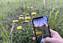 Mithilfe der App Flora Incognita lassen sich Pflanzen unkompliziert mit dem Smartphone bestimmen. (Bild: Flora Incognita)