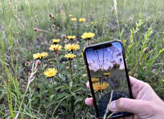 Mithilfe der App Flora Incognita lassen sich Pflanzen unkompliziert mit dem Smartphone bestimmen. (Bild: Flora Incognita)