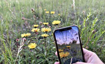 Mithilfe der App Flora Incognita lassen sich Pflanzen unkompliziert mit dem Smartphone bestimmen. (Bild: Flora Incognita)