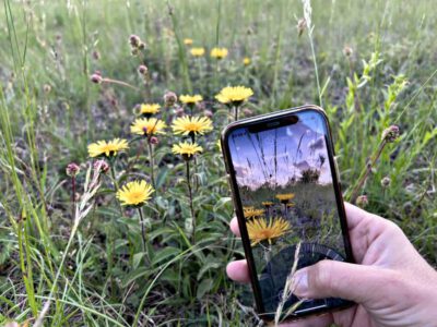 Mithilfe der App Flora Incognita lassen sich Pflanzen unkompliziert mit dem Smartphone bestimmen. (Bild: Flora Incognita)