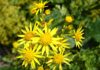 Blüten des Jakobskreuzkrautes (Senecio jacobaea). Foto: Dr. Marianne Klug