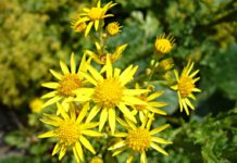 Blüten des Jakobskreuzkrautes (Senecio jacobaea). Foto: Dr. Marianne Klug