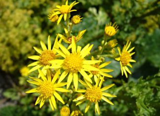 Blüten des Jakobskreuzkrautes (Senecio jacobaea). Foto: Dr. Marianne Klug