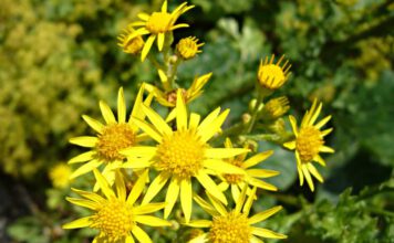 Blüten des Jakobskreuzkrautes (Senecio jacobaea). Foto: Dr. Marianne Klug