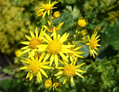 Blüten des Jakobskreuzkrautes (Senecio jacobaea). Foto: Dr. Marianne Klug