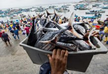 Global projections of exploitable fish biomass show declines of more than 10 percent, particularly under a high-emissions scenario, by mid-century for many regions of the world. ©FAO/Camilo Pareja