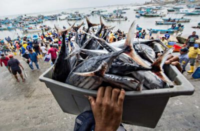 Global projections of exploitable fish biomass show declines of more than 10 percent, particularly under a high-emissions scenario, by mid-century for many regions of the world. ©FAO/Camilo Pareja