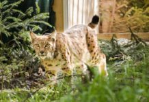 Luchs-Auswilderung im Mai 2024 im Thüringer Wald.  (Bild: Max Kesberger)