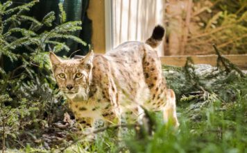 Luchs-Auswilderung im Mai 2024 im Thüringer Wald.  (Bild: Max Kesberger)