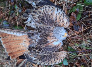 Greifvögel wie Rotmilane sterben durch Aufnahme von Haustieren, die mit Pentobarbital eingeschläfert wurden, an einer Sekundarvergiftung. © Brigitte Kraft