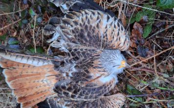 Greifvögel wie Rotmilane sterben durch Aufnahme von Haustieren, die mit Pentobarbital eingeschläfert wurden, an einer Sekundarvergiftung. © Brigitte Kraft