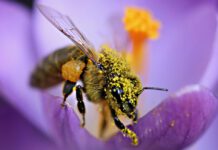 Blühstreifen fördern die Gesundheit von Honigbienen, deren Völker in deren Nähe stärker wachsen und insgesamt gesünder sind, laut einer neuen Studie. (Bild: A. Meyer)