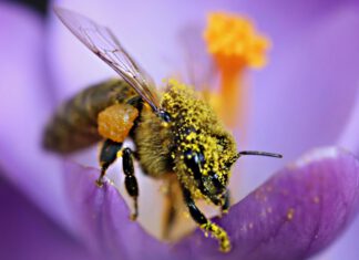 Blühstreifen fördern die Gesundheit von Honigbienen, deren Völker in deren Nähe stärker wachsen und insgesamt gesünder sind, laut einer neuen Studie. (Bild: A. Meyer)