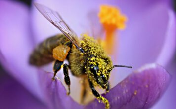 Blühstreifen fördern die Gesundheit von Honigbienen, deren Völker in deren Nähe stärker wachsen und insgesamt gesünder sind, laut einer neuen Studie. (Bild: A. Meyer)