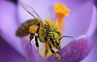 Blühstreifen fördern die Gesundheit von Honigbienen, deren Völker in deren Nähe stärker wachsen und insgesamt gesünder sind, laut einer neuen Studie. (Bild: A. Meyer)