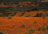 Carpets of Spring flowers, Namaqualand, Namaqua National Park - Skilpad Section, Northern Cape, South Africa © Winfried Bruenken (CC BY 3.0)