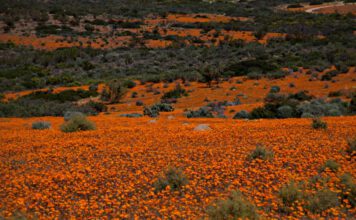 Carpets of Spring flowers, Namaqualand, Namaqua National Park - Skilpad Section, Northern Cape, South Africa © Winfried Bruenken (CC BY 3.0)