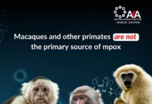 It's important to know that neither macaques nor other nonhuman primates are the primary source of this virus. Graphic: AfA