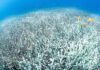 Coral bleaching @ Vincent Kneefel / WWF-Netherlands