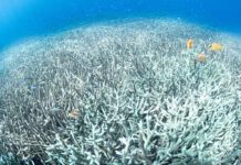 Coral bleaching @ Vincent Kneefel / WWF-Netherlands