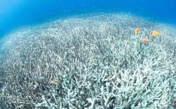 Coral bleaching @ Vincent Kneefel / WWF-Netherlands