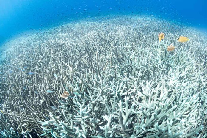 Coral bleaching @ Vincent Kneefel / WWF-Netherlands