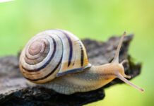 Die Hain-Schnirkelschnecke (Cepaea nemoralis) ist von Pro Natura zum Tier des Jahres 2025 gekürt worden. Als weit verbreitete «Bodenmacherin» steht sie für die Wichtigkeit des Bodenlebens. © Stéphane Vitzthum