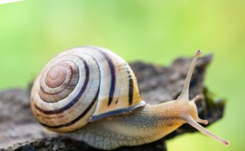 Die Hain-Schnirkelschnecke (Cepaea nemoralis) ist von Pro Natura zum Tier des Jahres 2025 gekürt worden. Als weit verbreitete «Bodenmacherin» steht sie für die Wichtigkeit des Bodenlebens. © Stéphane Vitzthum