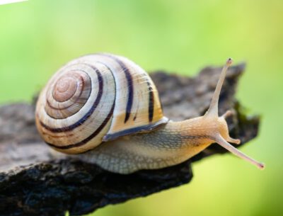 Die Hain-Schnirkelschnecke (Cepaea nemoralis) ist von Pro Natura zum Tier des Jahres 2025 gekürt worden. Als weit verbreitete «Bodenmacherin» steht sie für die Wichtigkeit des Bodenlebens. © Stéphane Vitzthum