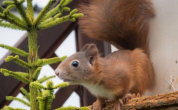 Eichhörnchen (Foto: Kerstin Ellersdorfer, BN)