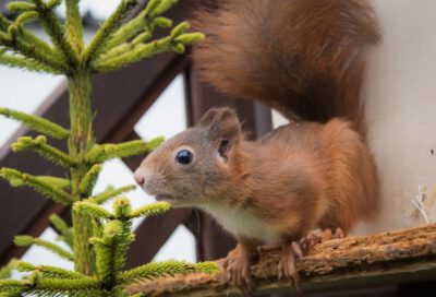 Eichhörnchen (Foto: Kerstin Ellersdorfer, BN)