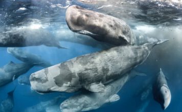 Large aggregation of Sperm whales (Physeter macrocephalus) WW1193181 © naturepl.com Tony Wu WWF