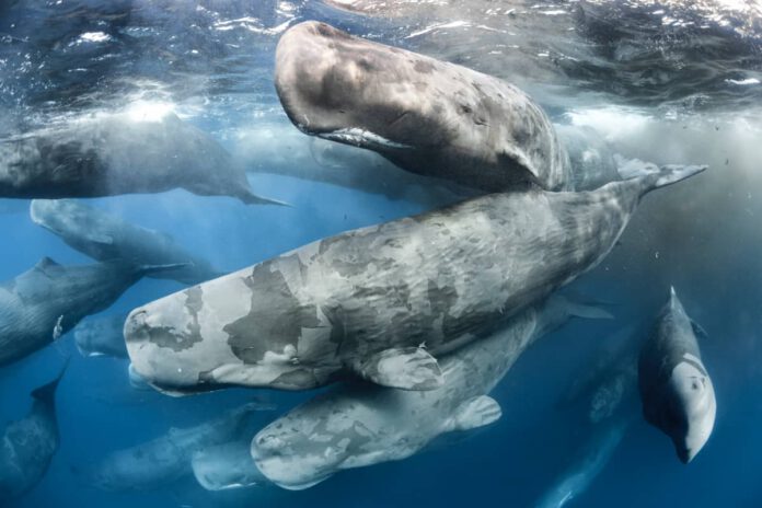 Large aggregation of Sperm whales (Physeter macrocephalus) WW1193181 © naturepl.com Tony Wu WWF